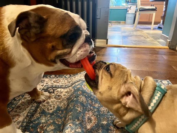/Images/uploads/Long Island Bulldog Rescue/LIBR-2025-Calendar/entries/33609.jpg